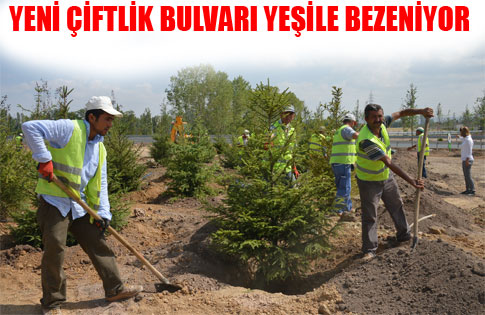 YENİ ÇİFTLİK BULVARI YEŞİLE BEZENİYOR.