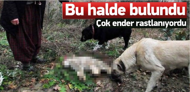 Ender rastlanıyordu ama bakın ne halde bulundu