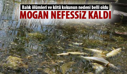 Mogan nefessiz kaldı