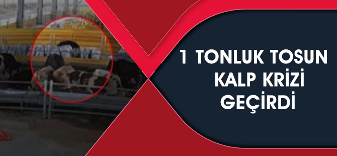 Kurban satış merkezinde 1 tonluk tosun kalp krizi geçirdi