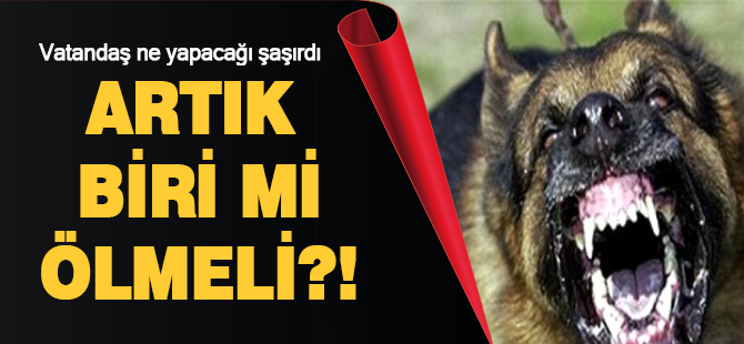 Yer TOKİ : Yine köpek saldırısı