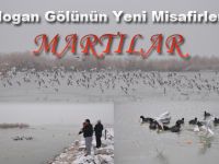 Mogan Gölünün Yeni misafirleri MARTILAR