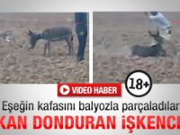 Eşeğin kafasını balyozla parçaladılar