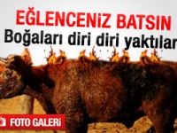 boğaları diri diri yaktılar