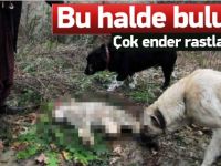 Ender rastlanıyordu ama bakın ne halde bulundu