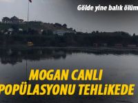 Mogan'da yine balık ölümleri