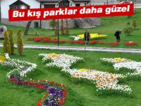 50 bin lale soğanı toprakla buluştu