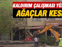 Kaldırım çalışması yüzünden ağaçlar kesildi