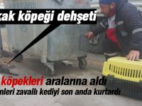 Köpekler tarafından saldırıya uğrayan kediye yardım eli