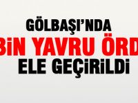 Gölbaşı'nda 2 bin adet yavru ördek ele geçirildi