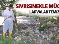 Larvalar temizlendi