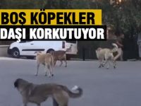 Sokak Köpekleri vatandaşı korkutuyor