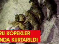 Gölbaşı'nda fosseptik çukuruna atıldığı iddia edilen 6 yavru köpek kurtarıldı