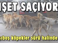 DEHŞET SAÇIYORLAR